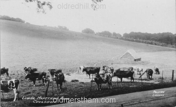 Image number 1827&prevurl=gattonbottom